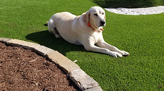 Synthetic pet grass